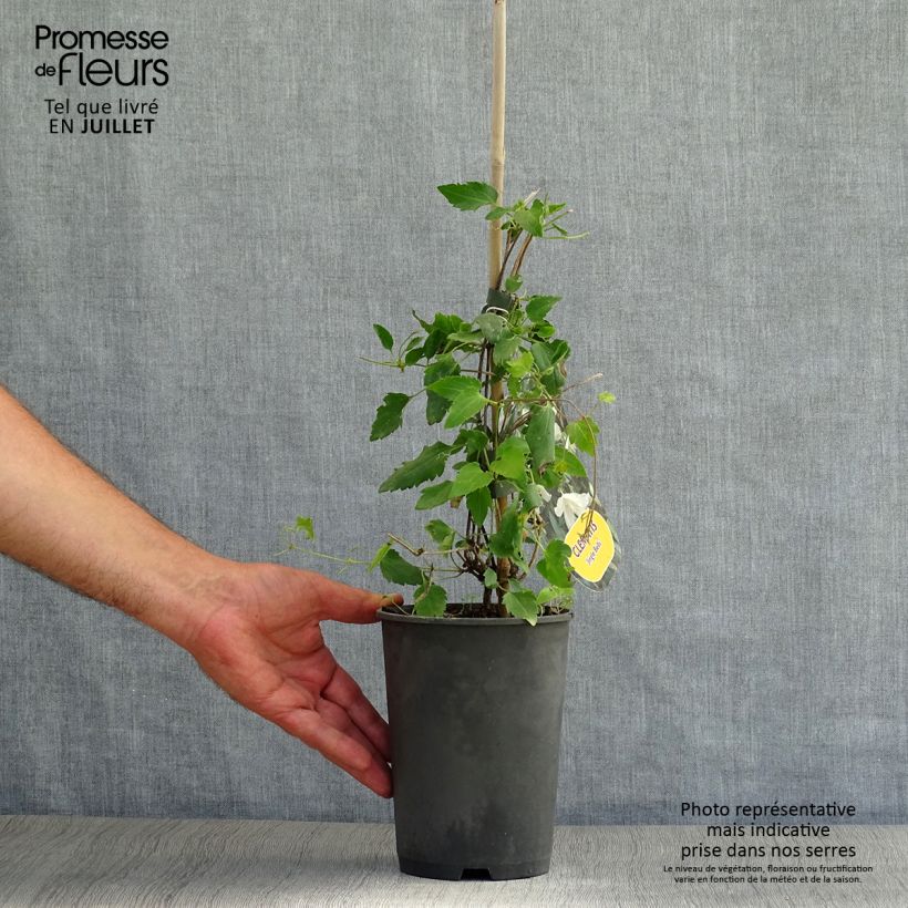 Spécimen de Clématite - Clematis cirrhosa Jingle Bells Pot de 2L/3L tel que livré en été