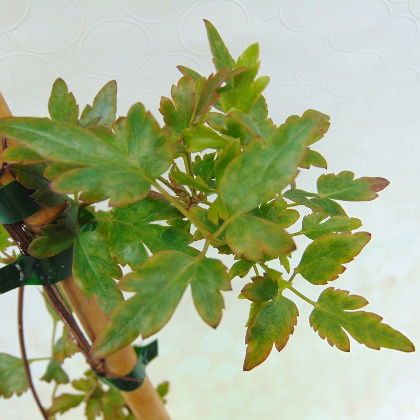 Clématite - Clematis cirrhosa Winter Parasol (Feuillage)