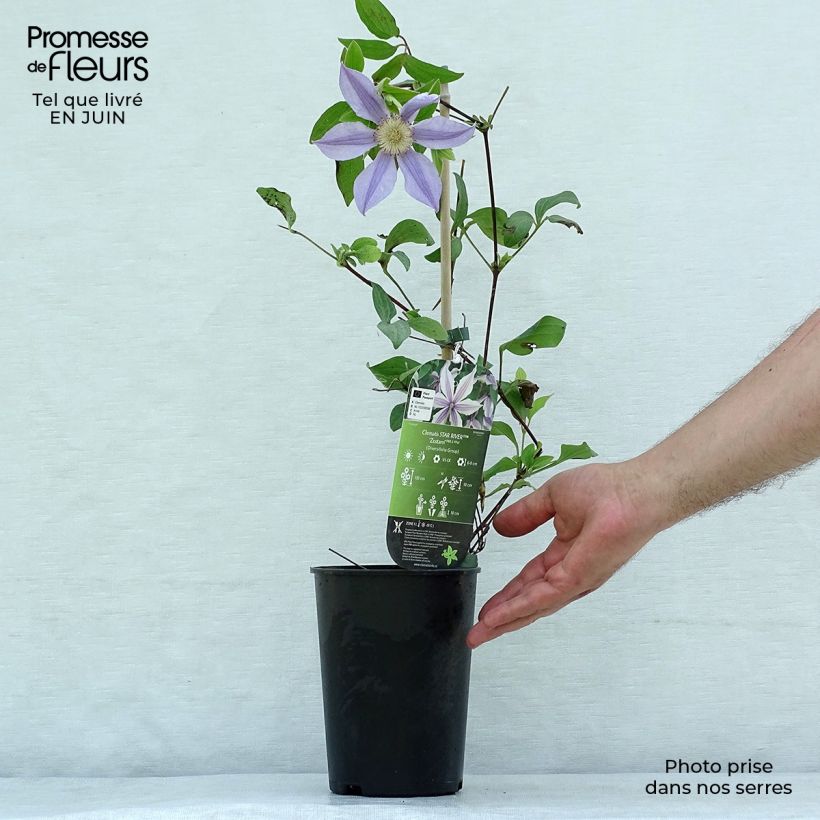 Spécimen de Clématite - Clematis diversifolia River Star Pot de 2L/3L tel que livré en été