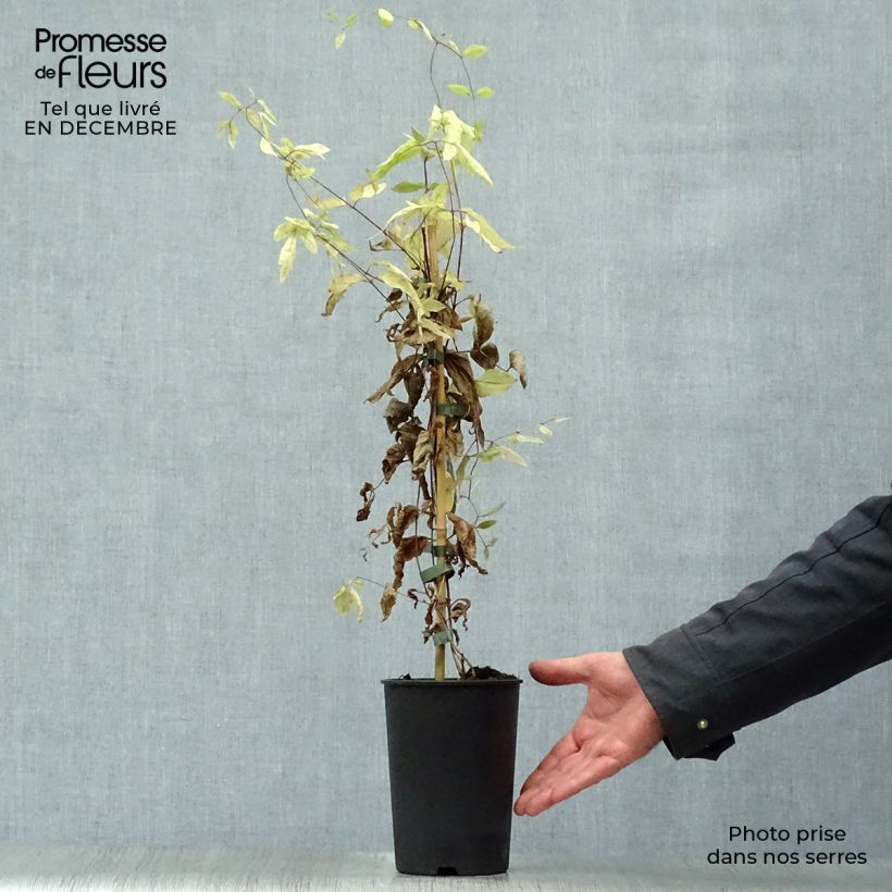 Spécimen de Clématite - Clematis diversifolia Rooguchi tel que livré en hiver