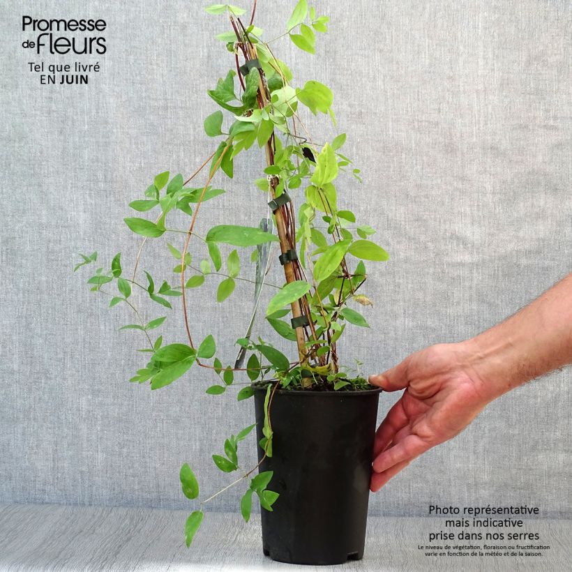 Spécimen de Clématite - Clematis diversifolia Rooguchi Pot de 2L/3L tel que livré en été
