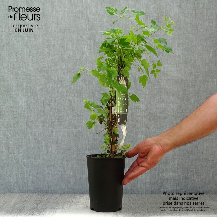 Spécimen de Clématite - Clematis fargesii Summersnow Pot de 2L/3L tel que livré en été