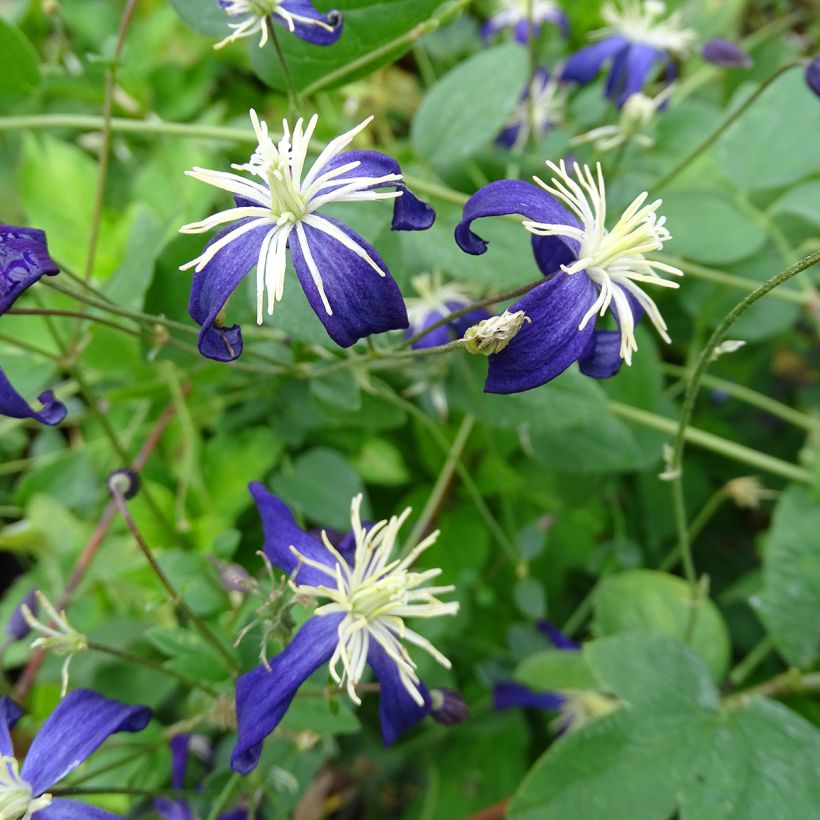 Clématite - Clematis flammula Aromatica (Floraison)