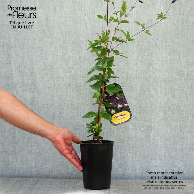 Spécimen de Clématite - Clematis flammula Aromatica Pot de 2L/3L tel que livré en été