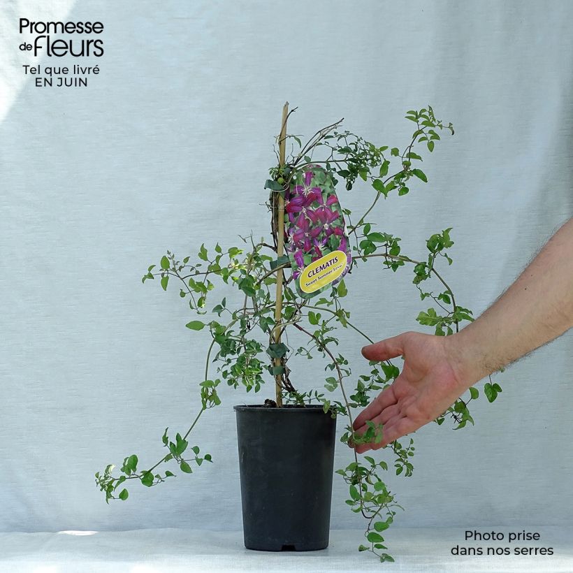 Spécimen de Clématite - Clematis flammula Sweet Summer Love  Pot de 2L/3L tel que livré en été