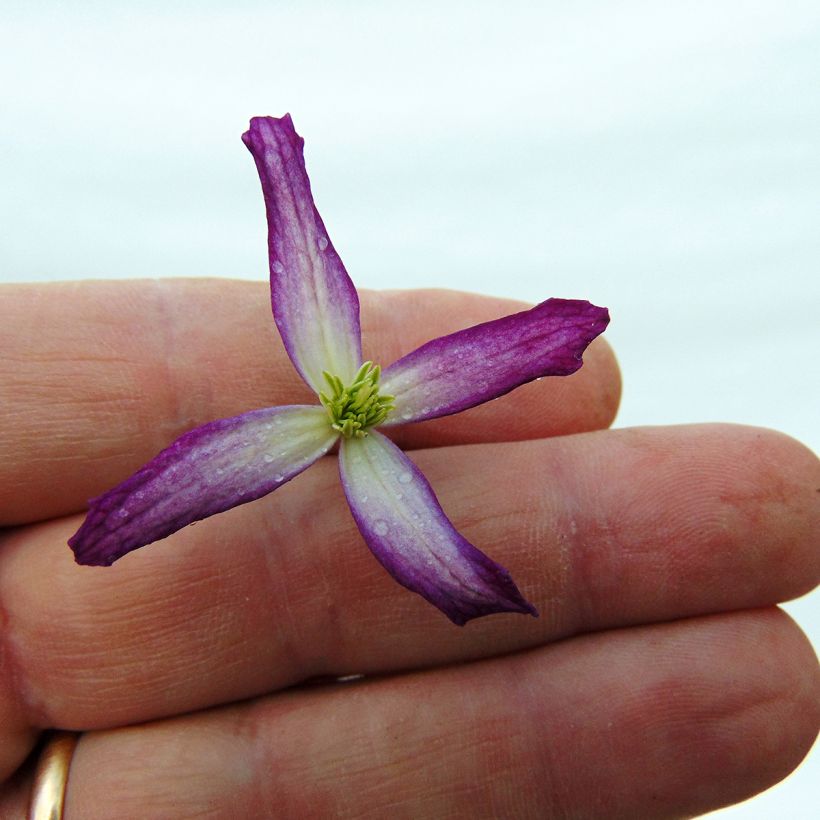 Clématite - Clematis flammula Triternata Rubromarginata (Floraison)