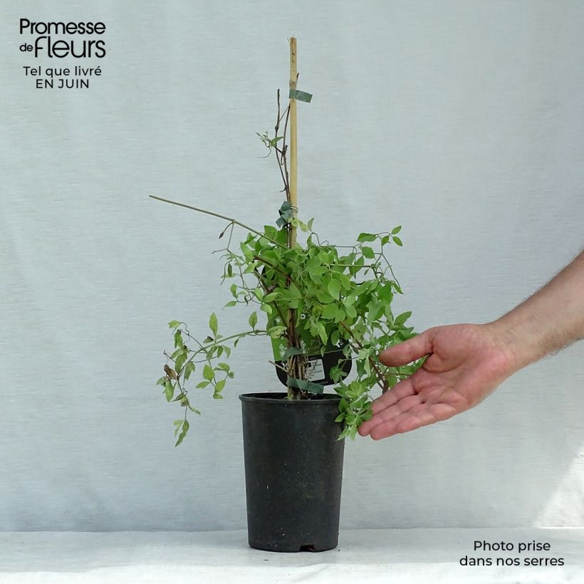 Spécimen de Clématite - Clematis flammula Triternata Rubromarginata Pot de 2L/3L tel que livré en été