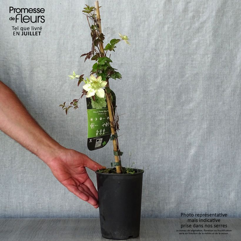 Spécimen de Clématite - Clematis florida Alba Plena Pot de 2L/3L tel que livré en été