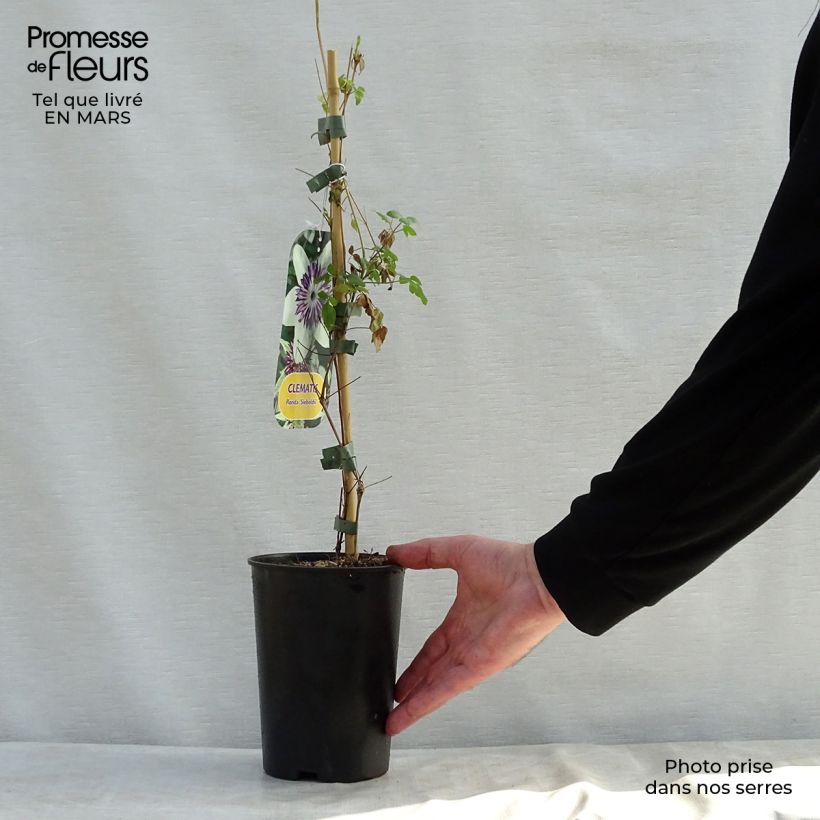Spécimen de Clématite - Clematis florida Sieboldii en pot de 2/3L tel que livré au printemps
