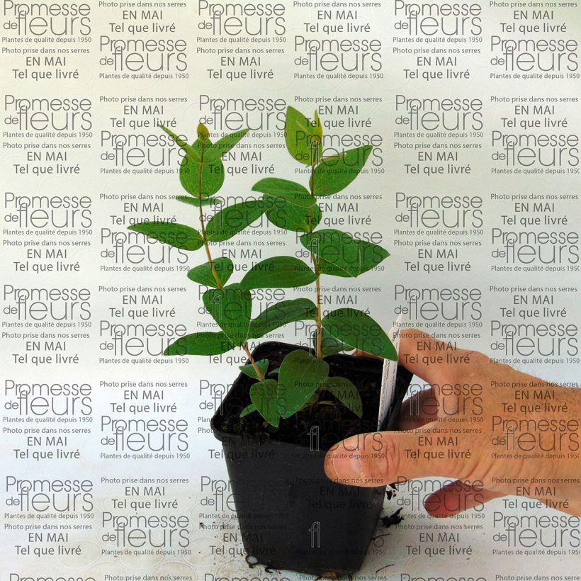 Exemple de spécimen de Clématite - Clematis integrifolia tel que livré