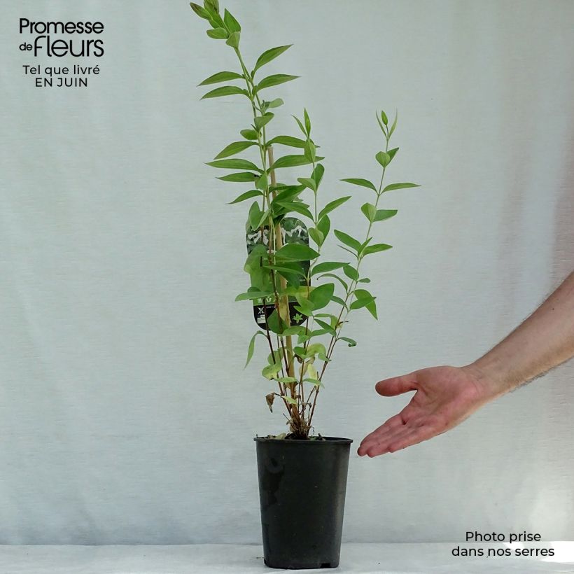 Spécimen de Clématite - Clematis integrifolia Alba Pot de 2L/3L tel que livré en été