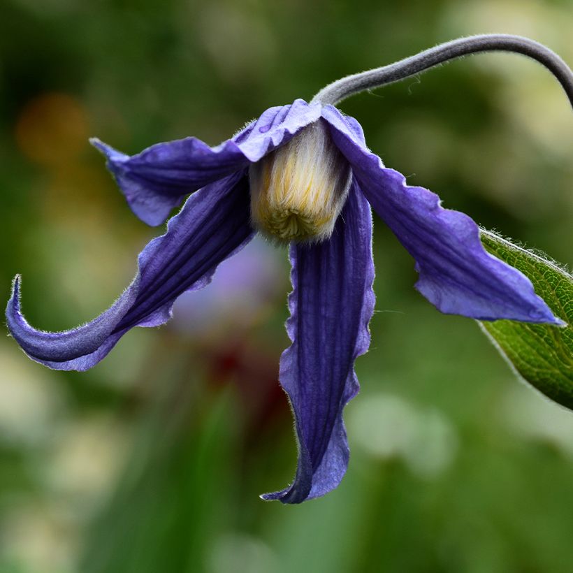 Clématite integrifolia Baby Blue (Floraison)