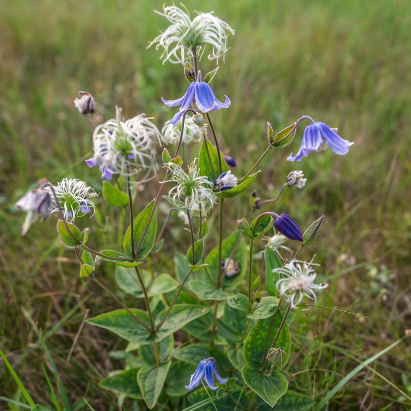 Clématite integrifolia Baby Blue (Port)