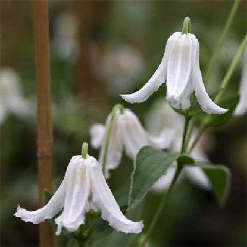 Clématite - Clematis integrifolia Baby White (Floraison)