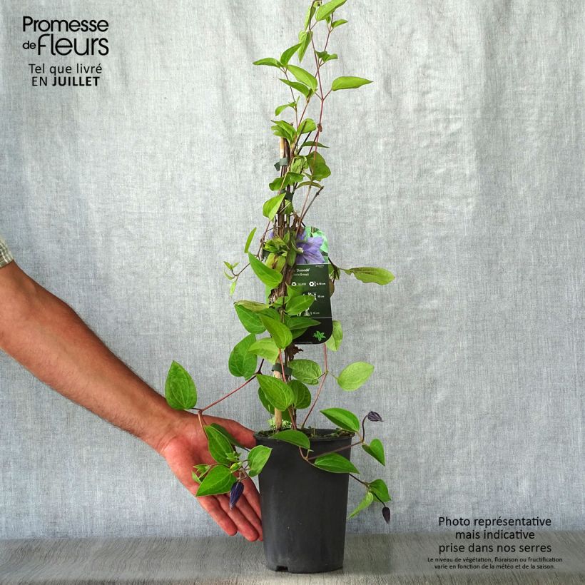 Spécimen de Clématite - Clematis integrifolia Durandii Pot de 2L/3L tel que livré en été