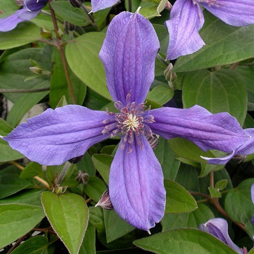 Clématite integrifolia - Clematis integrifolia Miranda (Floraison)