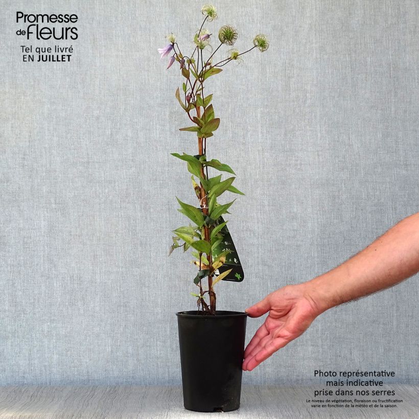 Spécimen de Clematite - Clematis integrifolia Twinkle Pot de 2L/3L tel que livré en été