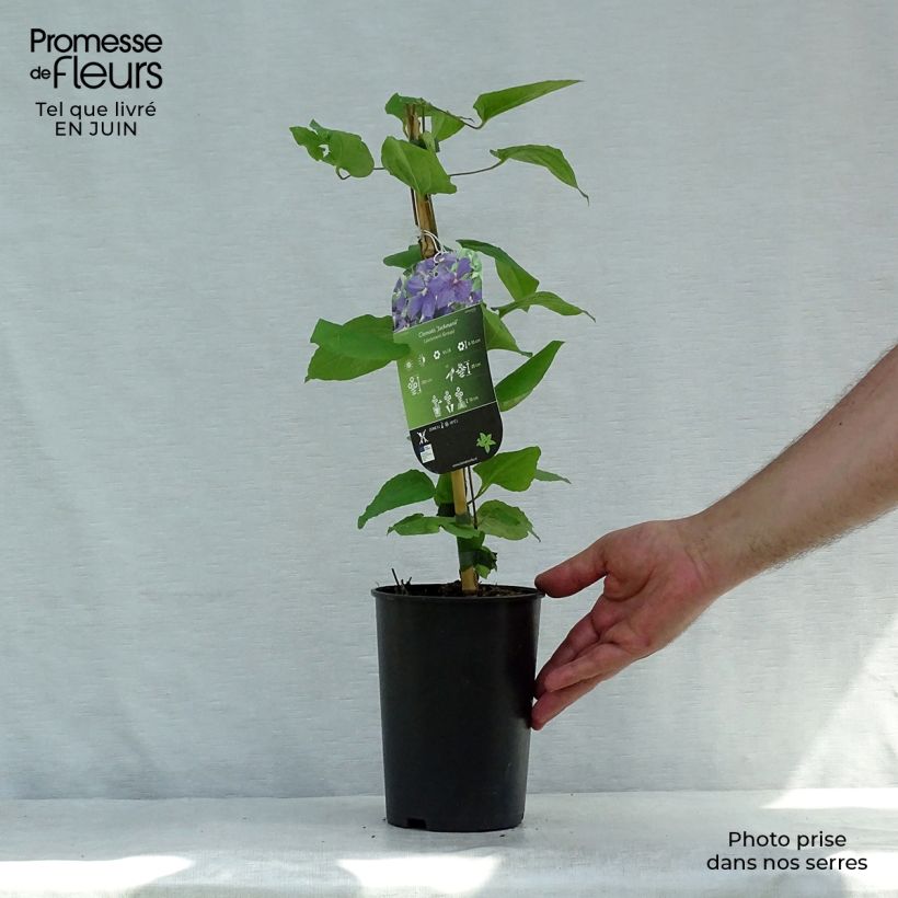 Spécimen de Clématite - Clematis jackmanii   Pot de 2L/3L tel que livré en été