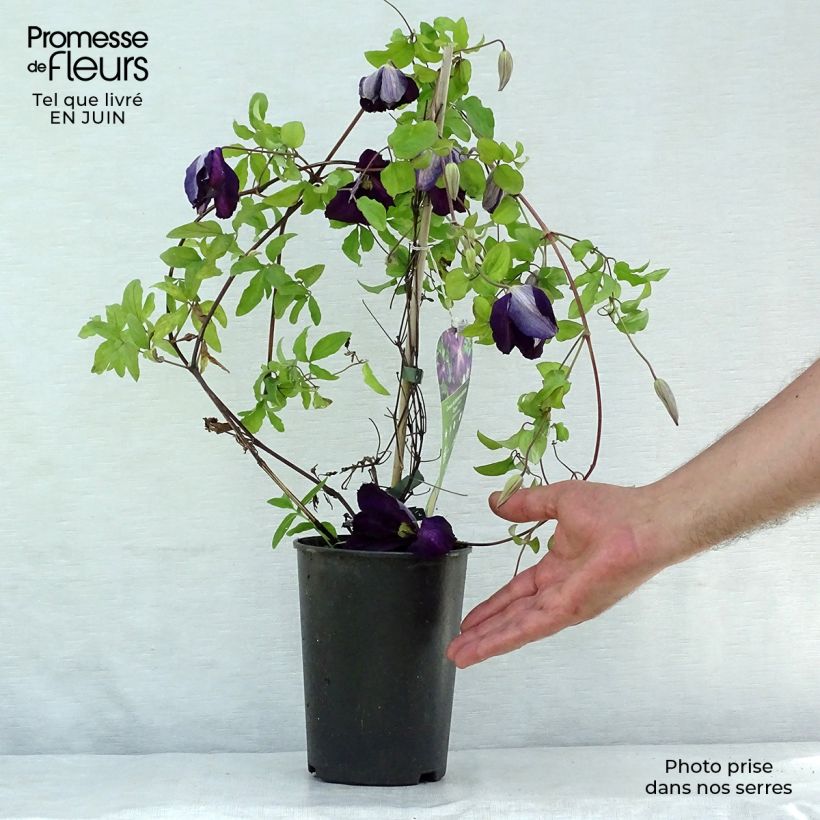 Spécimen de Clématite - Clematis jackmanii Purpurea Pot de 2L/3L tel que livré en été