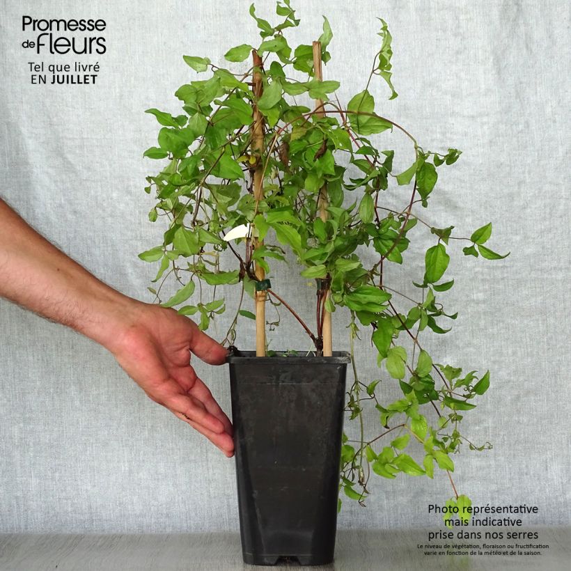 Spécimen de Clématite - Clematis jackmanii Superba Pot de 2L/3L tel que livré en été