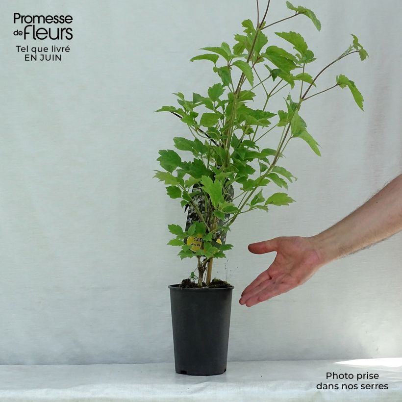 Spécimen de Clématite - Clematis jouiniana Robert Brydon Pot de 2L/3L tel que livré en été