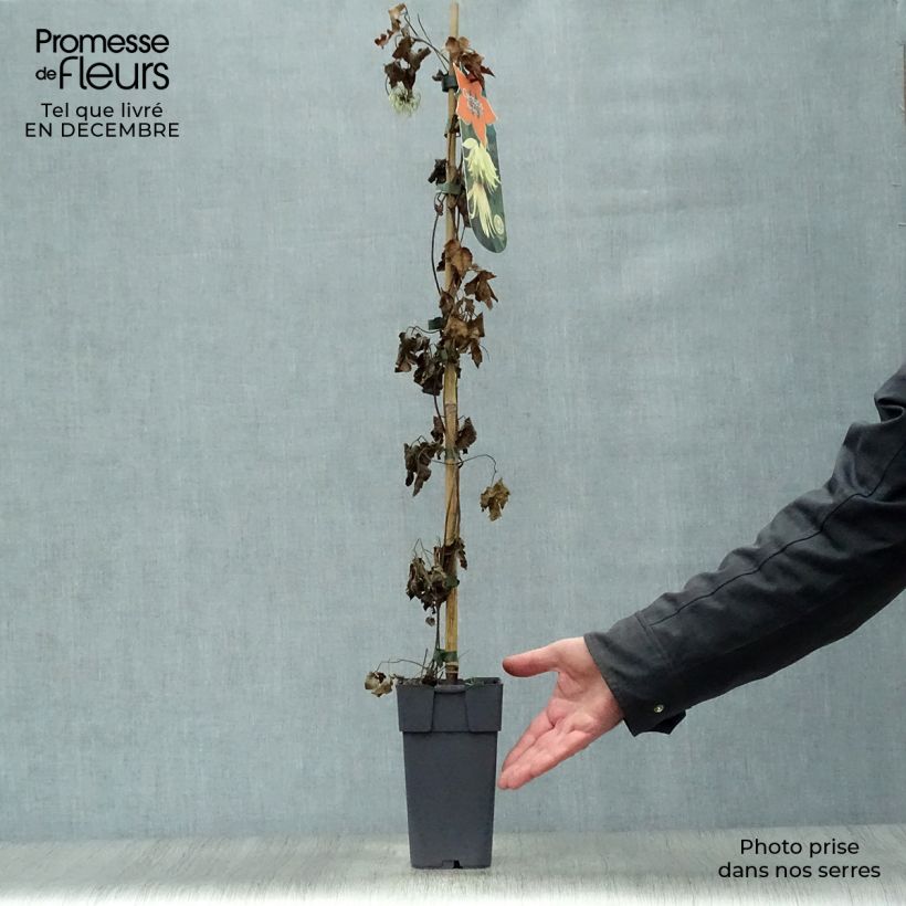Spécimen de Clématite - Clematis koreana Amber tel que livré en hiver