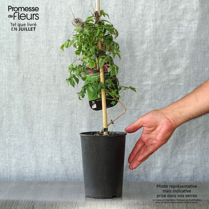 Spécimen de Clématite - Clematis macropetala Markham's Pink Pot de 2L/3L tel que livré en été