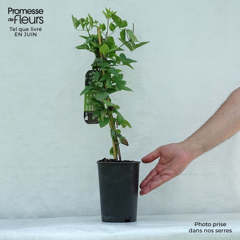 Spécimen de Clématite - Clematis mandshurica Pot de 2L/3L tel que livré en été