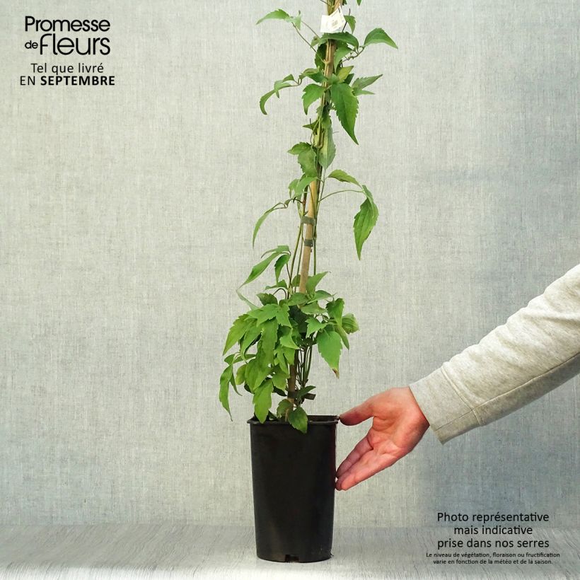 Spécimen de Clématite - Clematis montana Broughton Star Pot de 2L/3L tel que livré en automne