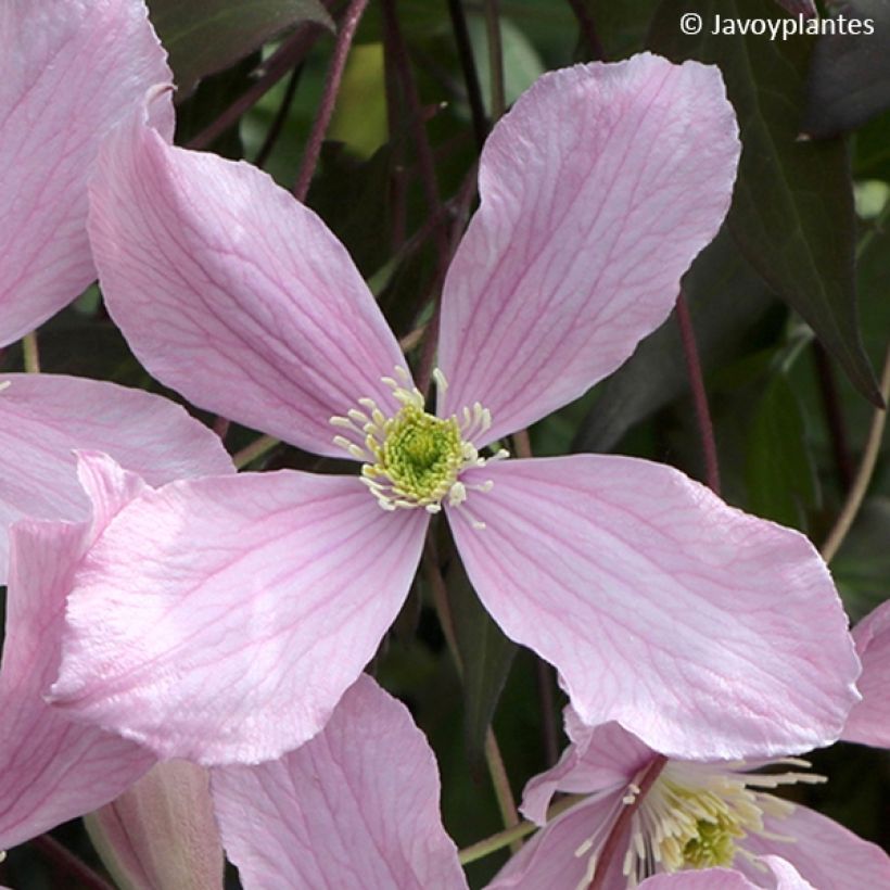 Clématite - Clematis montana Elisabeth (Floraison)