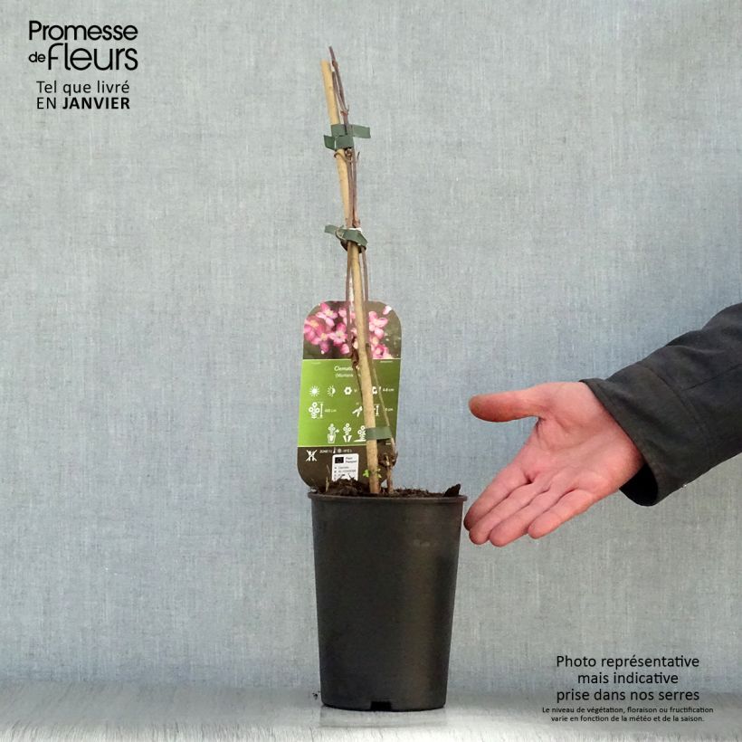 Spécimen de Clématite - Clematis montana Freda tel que livré en hiver