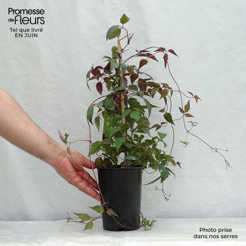 Spécimen de Clématite - Clematis montana Freda Pot de 2L/3L tel que livré en été