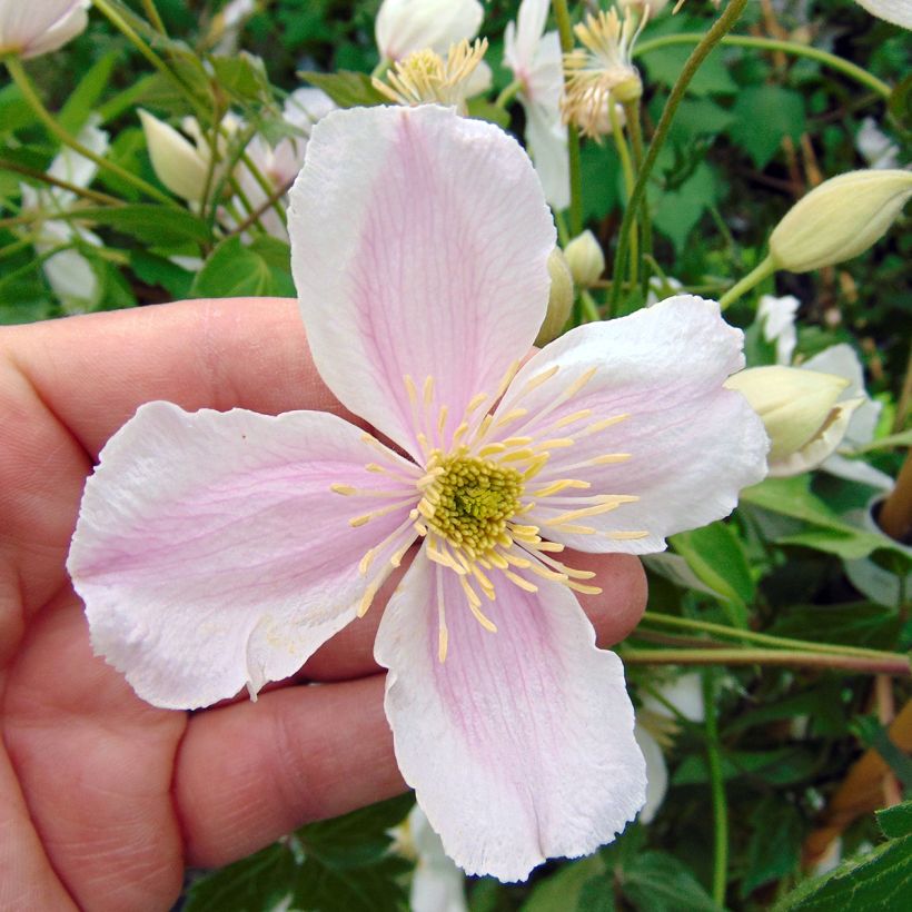 Clématite - Clematis montana Giant Star (Floraison)