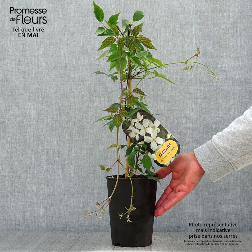 Spécimen de Clématite - Clematis montana Grandiflora en pot de 1,5l/2l tel que livré au printemps