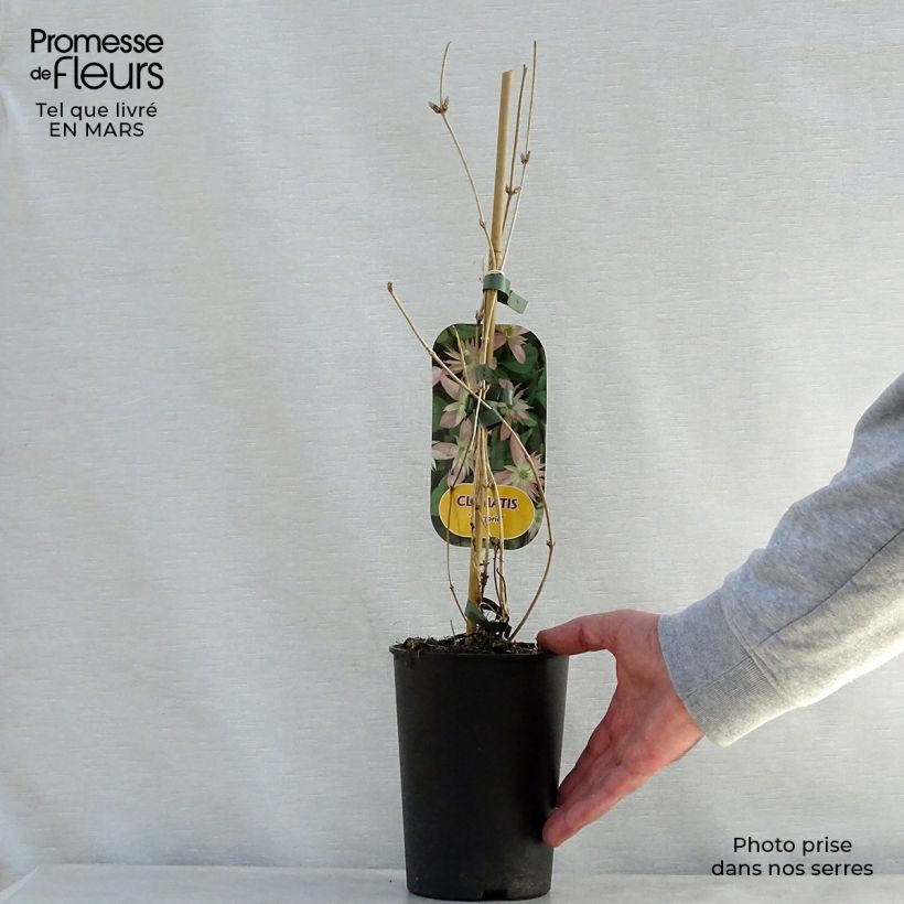 Spécimen de Clématite - Clematis montana Marjorie Pot de 2L/3L tel que livré au printemps
