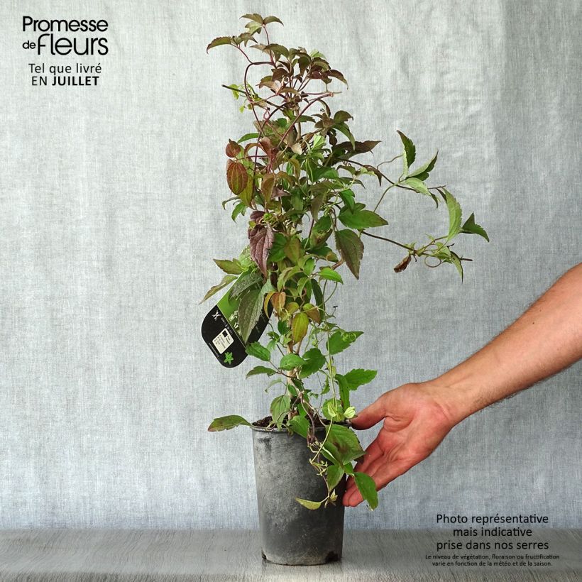 Spécimen de Clématite - Clematis montana Marjorie Pot de 2L/3L tel que livré en été