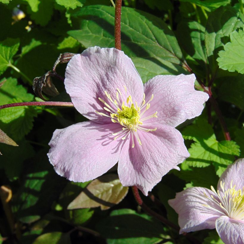 Clématite - Clematis montana Mayleen (Floraison)