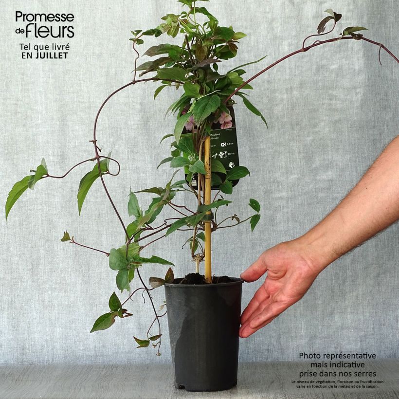 Spécimen de Clématite - Clematis montana Mayleen Pot de 2L/3L tel que livré en été