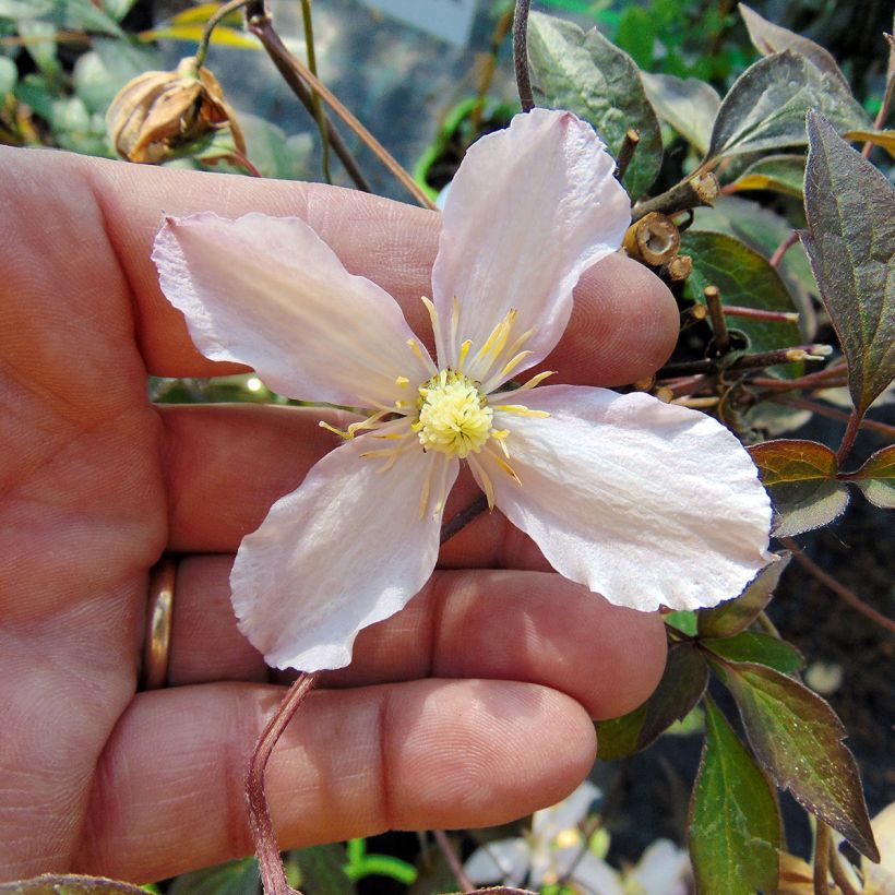 Clématite - Clematis montana Rosebud (Floraison)