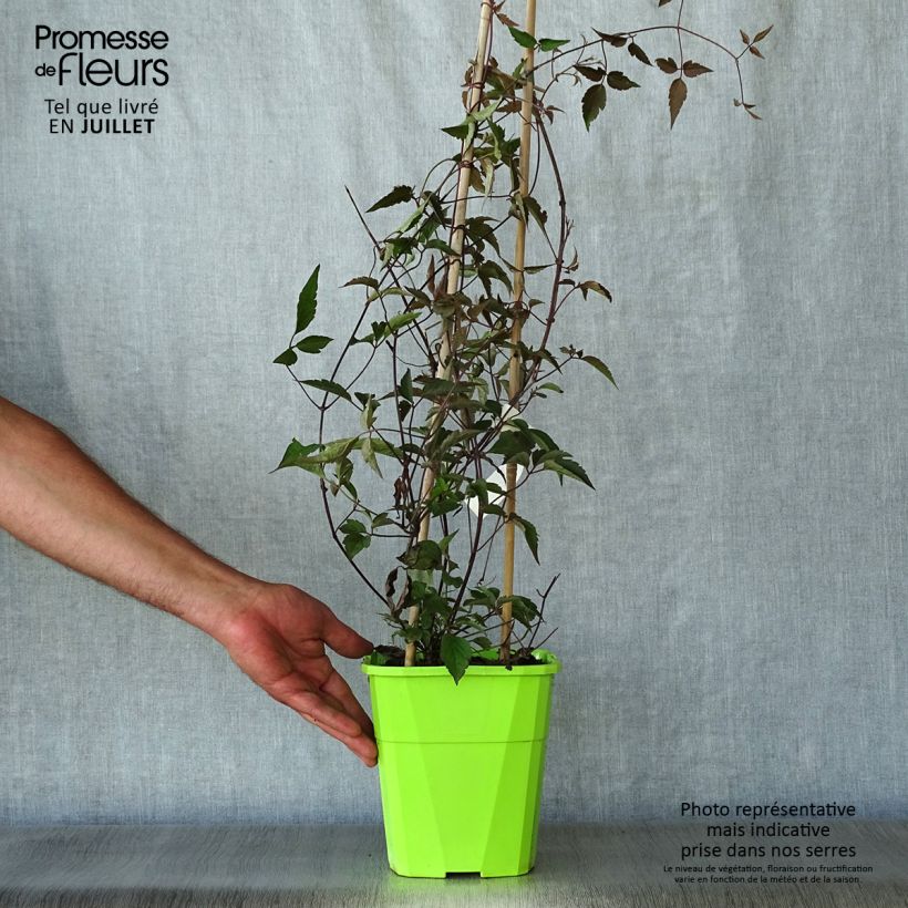 Spécimen de Clématite - Clematis montana Rosebud Pot de 3L/4L tel que livré en été