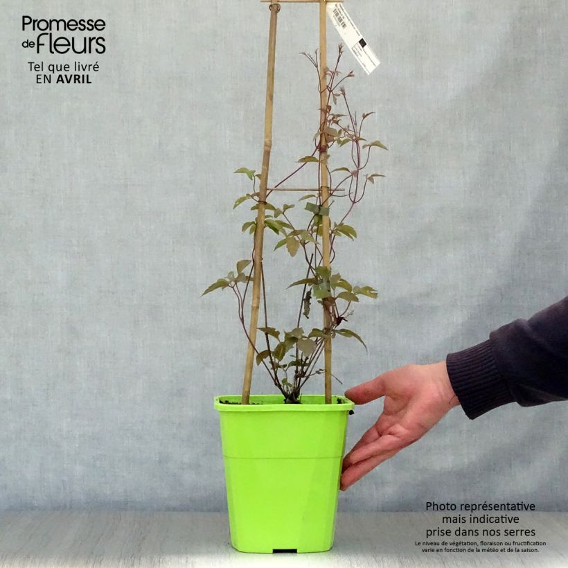 Spécimen de Clématite - Clematis montana Rosebud Pot de 3L/4L tel que livré au printemps