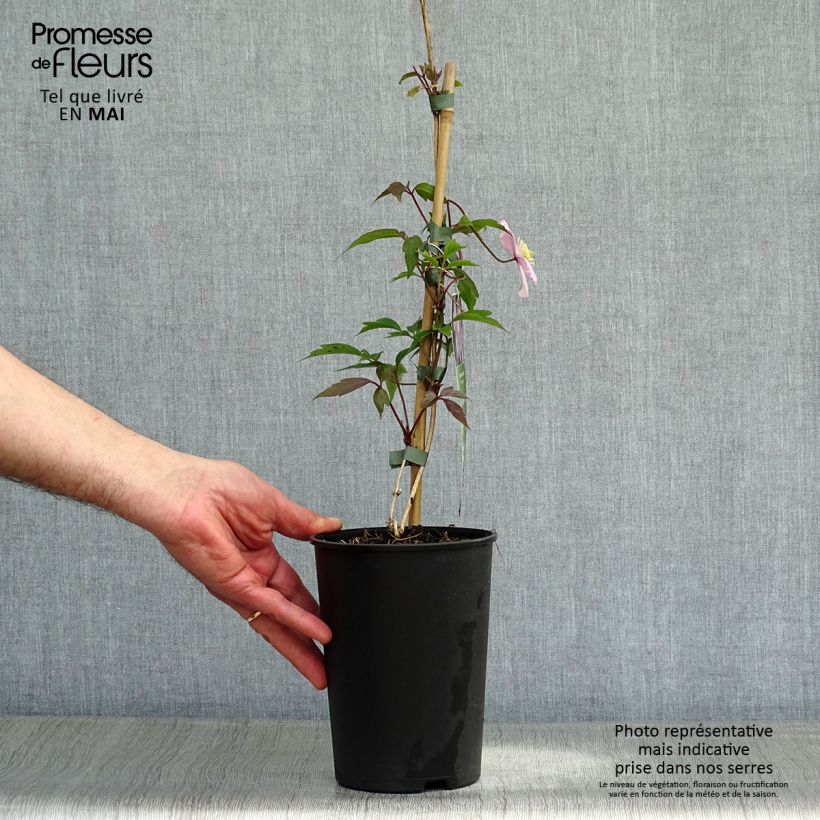 Spécimen de Clématite montana Rubens Pot de 1,5L/2L tel que livré au printemps