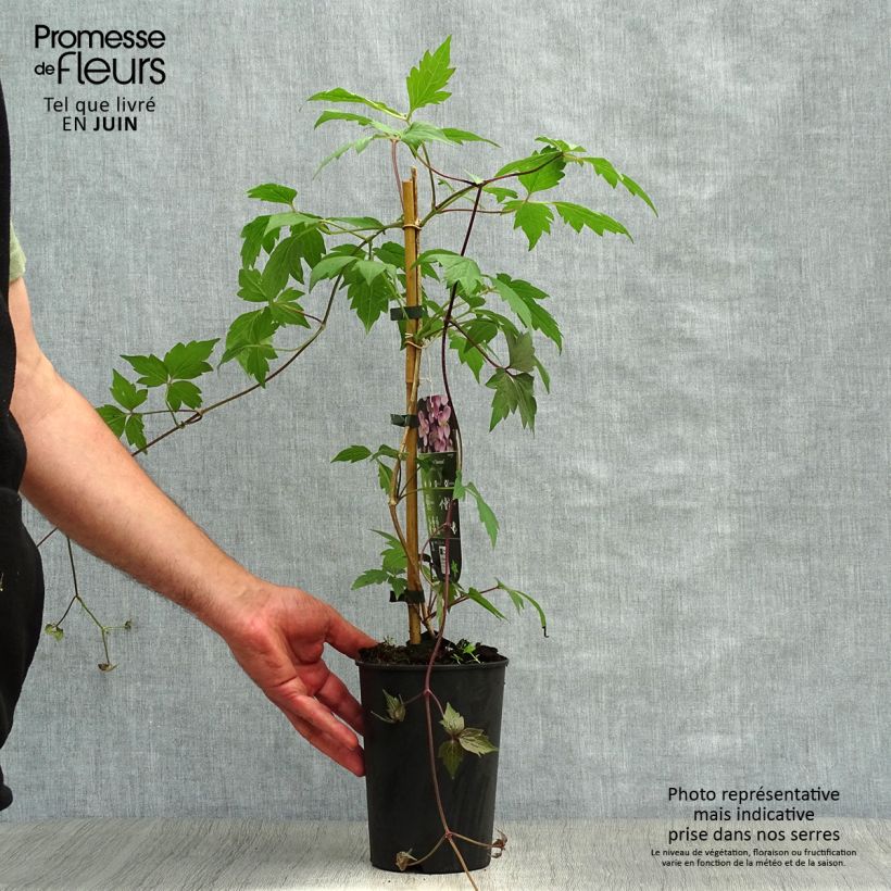 Spécimen de Clématite - Clematis montana Sans Soucis Pot de 2L/3L tel que livré en été