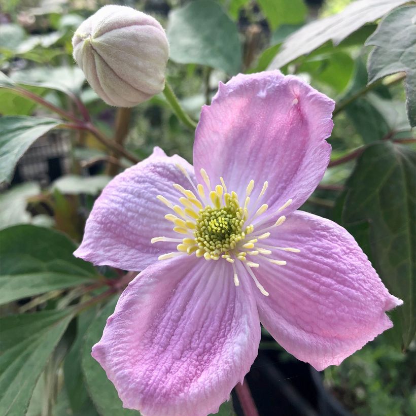 Clématite - Clematis montana Sans Soucis (Floraison)