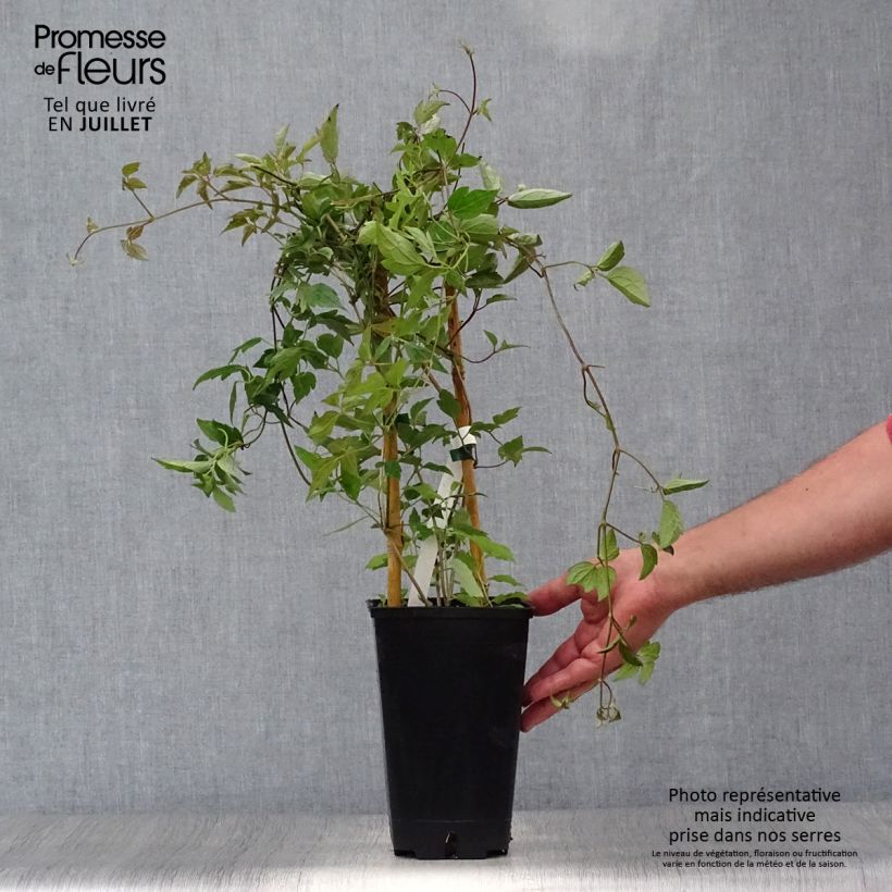 Spécimen de Clématite - Clematis montana Spooneri Pot de 2L/3L tel que livré en été