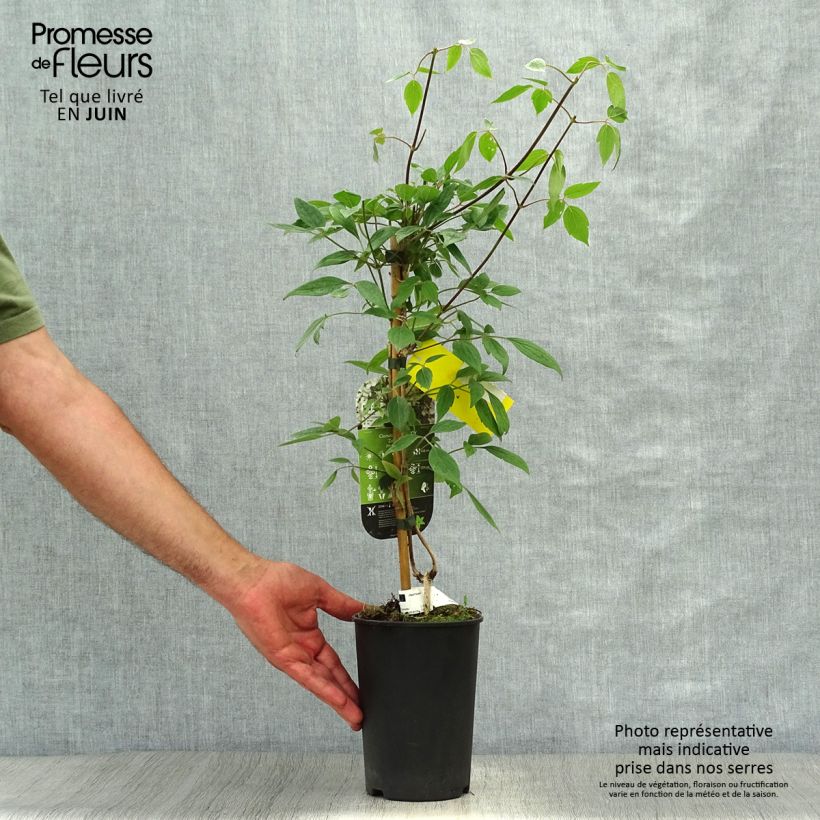 Spécimen de Clématite - Clematis montana Spring Joy Pot de 2L/3L tel que livré en été