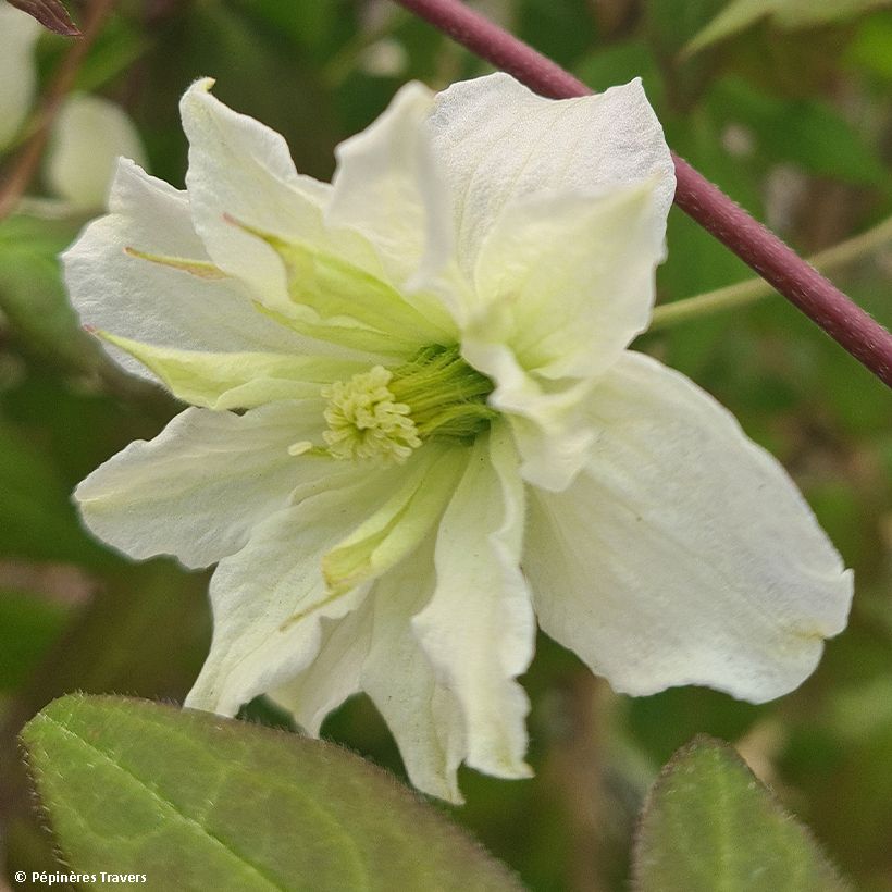 Clématite montana Starlet White Perfume (Floraison)