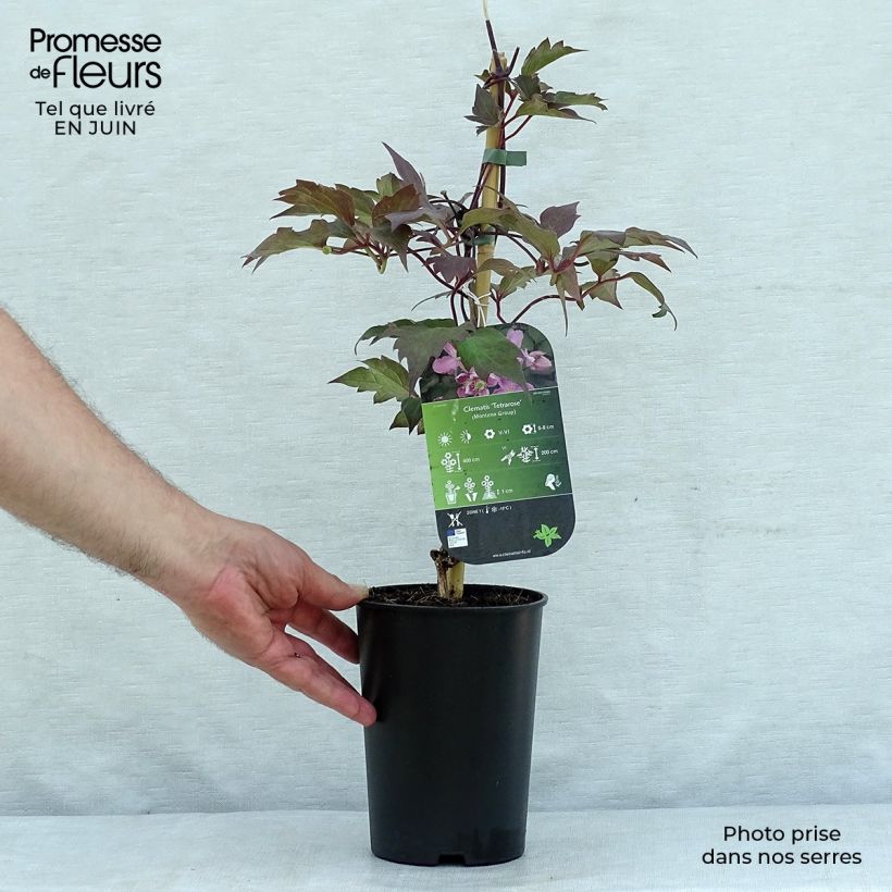 Spécimen de Clématite - Clematis montana Tetrarose Pot de 2L/3L tel que livré en été