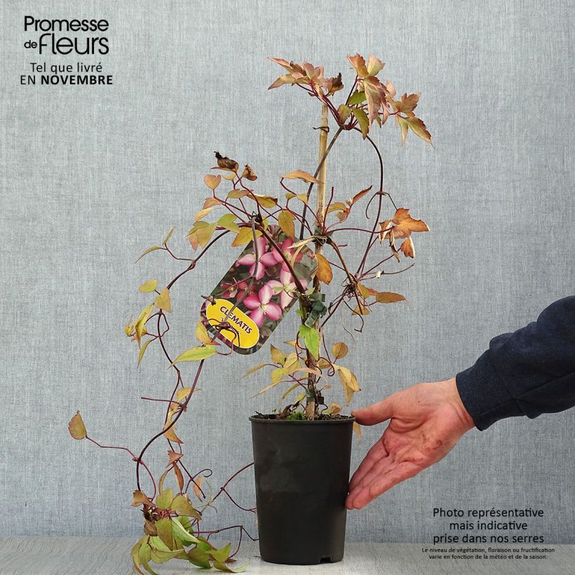 Spécimen de Clématite - Clematis montana Van Gogh tel que livré en automne
