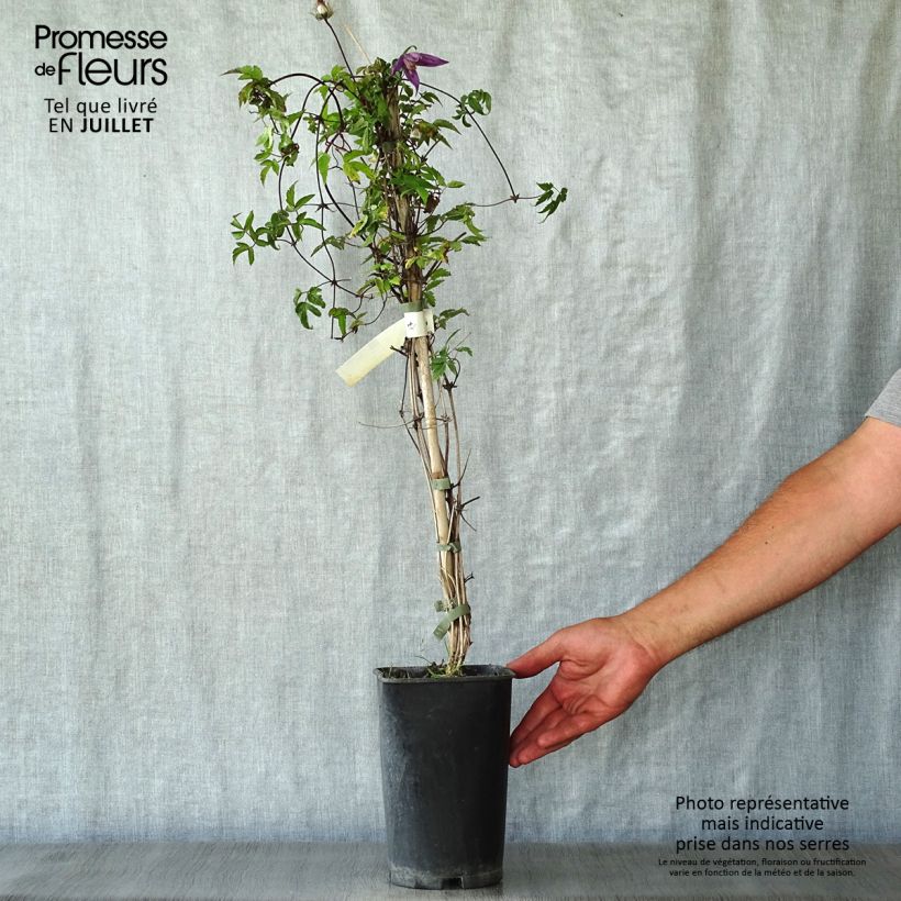 Spécimen de Clématite - Clematis ochroleuca (alpina) Tage Lundell Pot de 2L/3L tel que livré en été